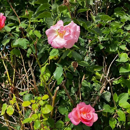 Des Roses Feriehus