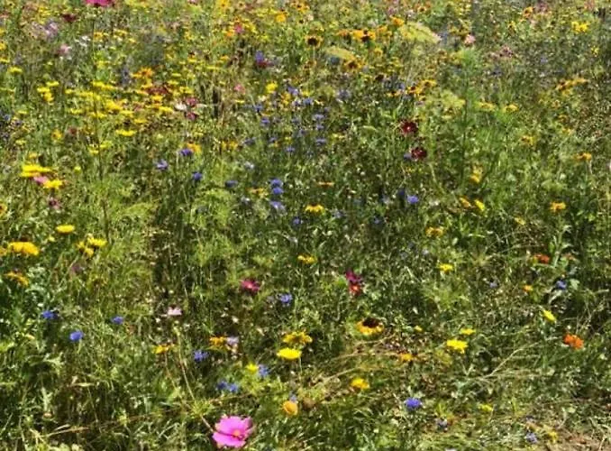 Des Roses Holiday home