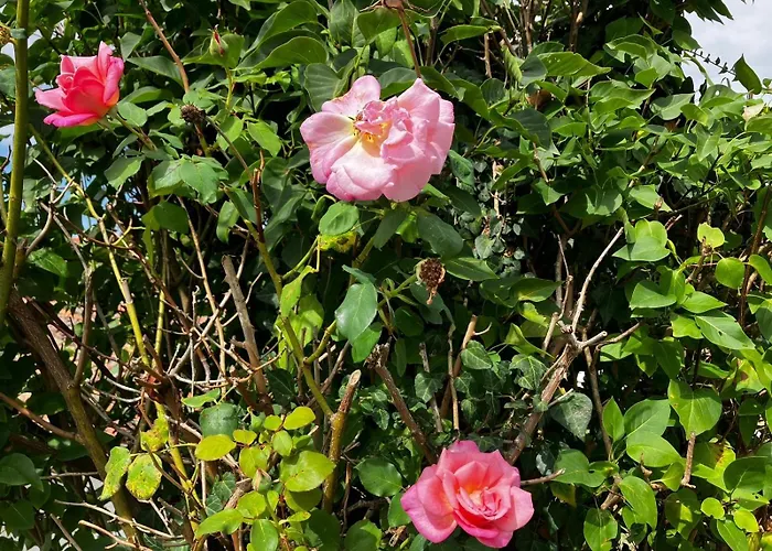 Des Roses Holiday home